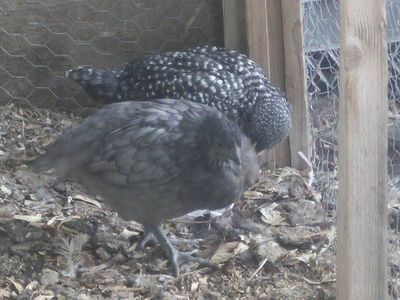 10 week old Pullets