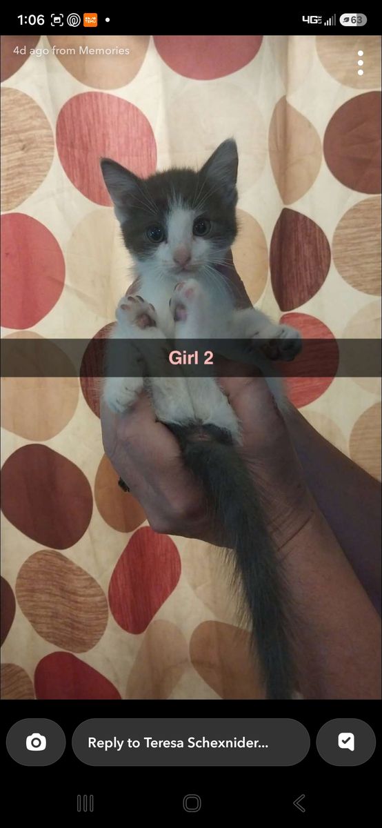 One Adorable Kittens Looking for Their Forever Homes! ️
