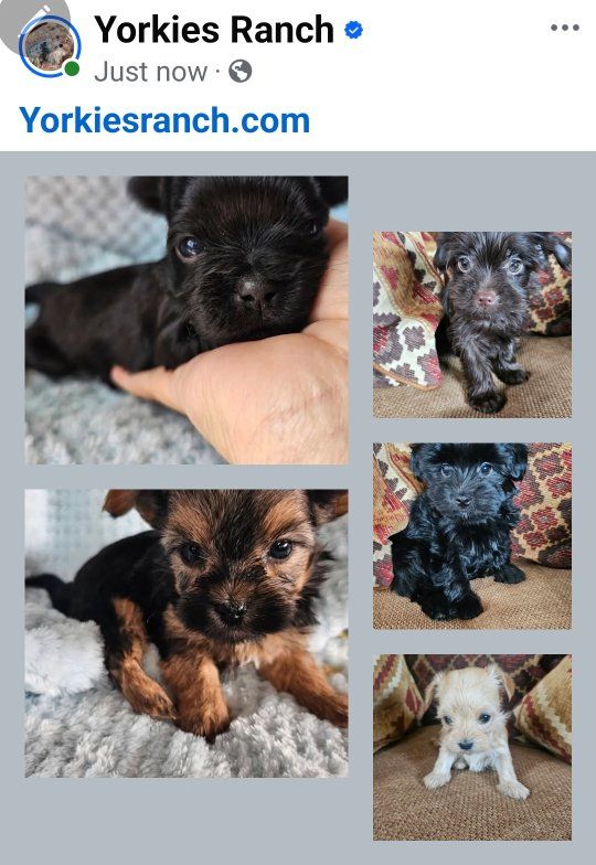 YorkiesRanch.com | Traditional & Rare Yorkshire Terriers Raised for Beauty, Loyalty & Exceptional Temperaments