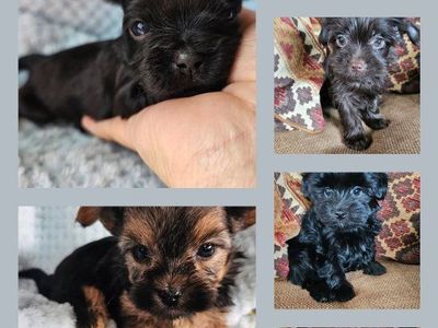 YorkiesRanch.com | Traditional & Rare Yorkshire Terriers Raised for Beauty, Loyalty & Exceptional Temperaments