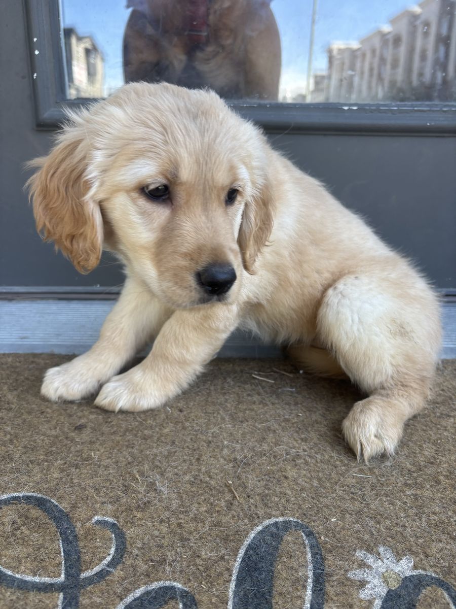 Male Golden Retriever Puppy!!