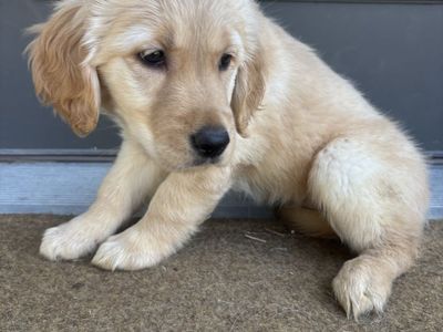 Male Golden Retriever Puppy!!