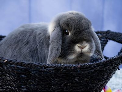 Free 2 yr bunny