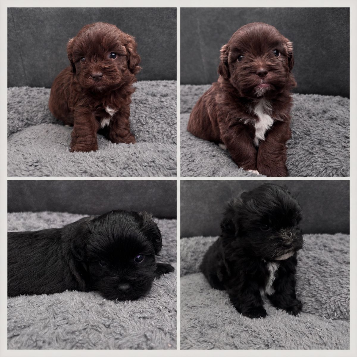 Shih Tzu Puppies - 4 Males Available