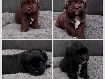 Shih Tzu Puppies - 4 Males Available