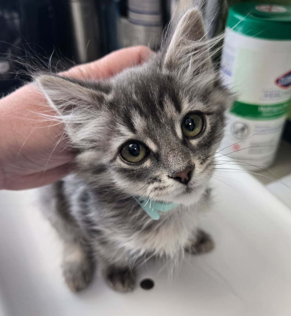 A163721 Vivienne is Available for Adoption!