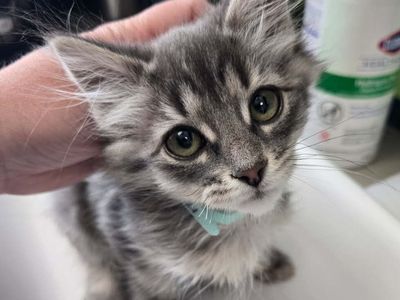 A163721 Vivienne is Available for Adoption!