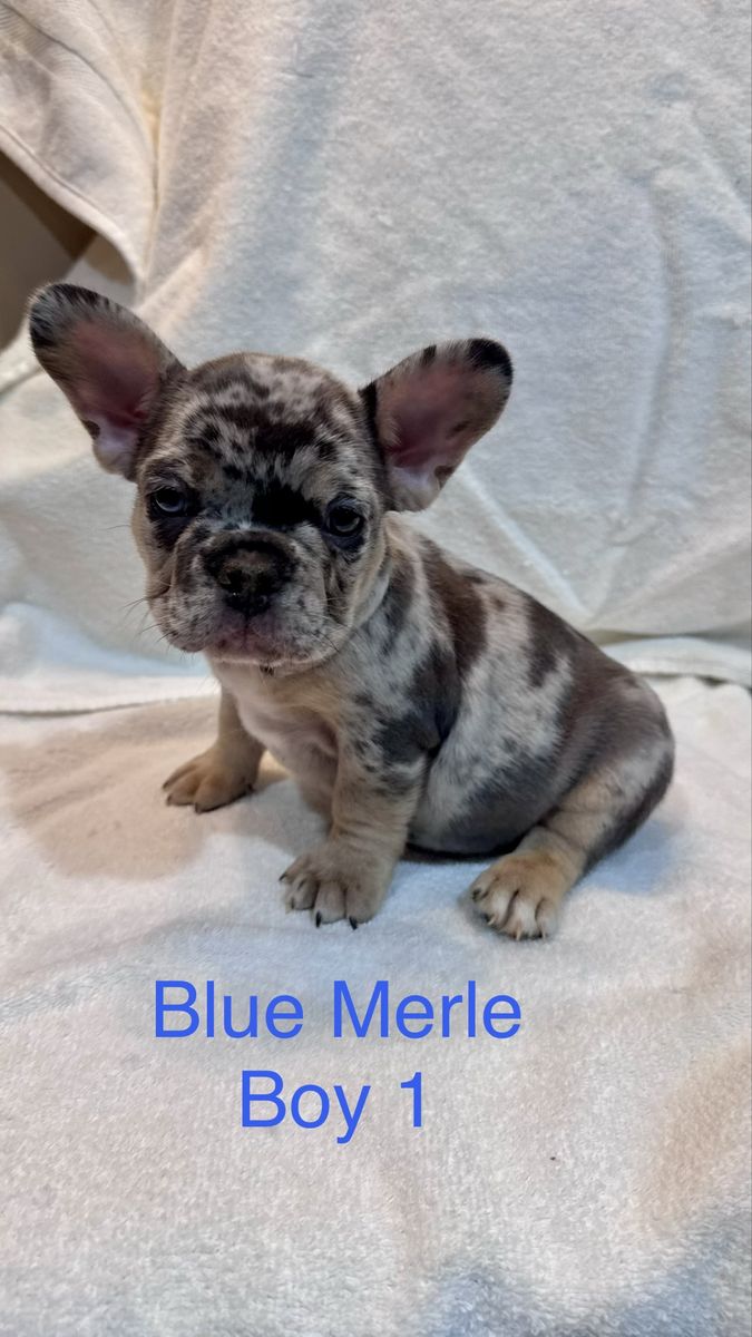 French Bulldog Puppies - AKC- Variable Priced