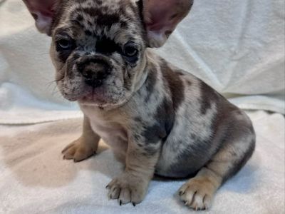 French Bulldog Puppies - AKC- Variable Priced