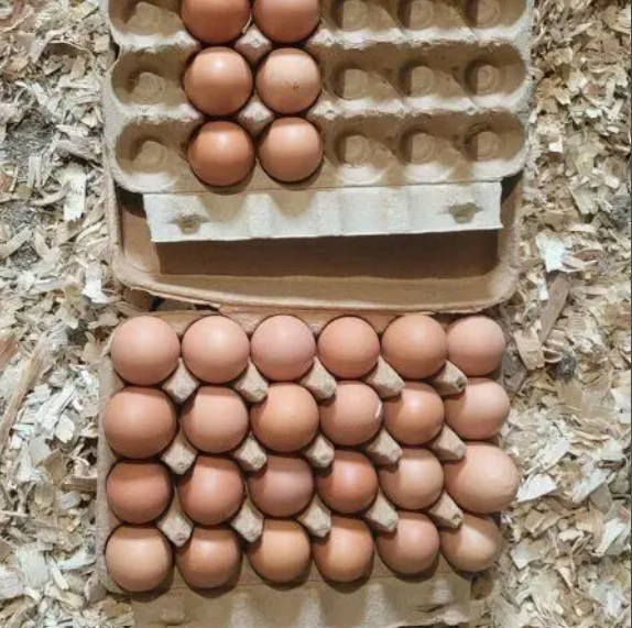 Big Free Range Healthy Brown Eggs