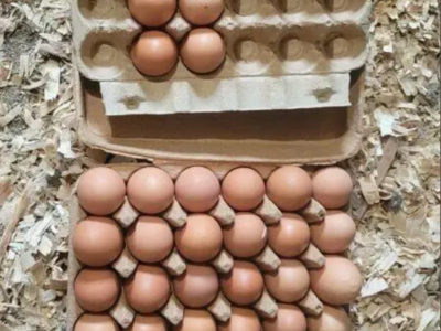 Big Free Range Healthy Brown Eggs
