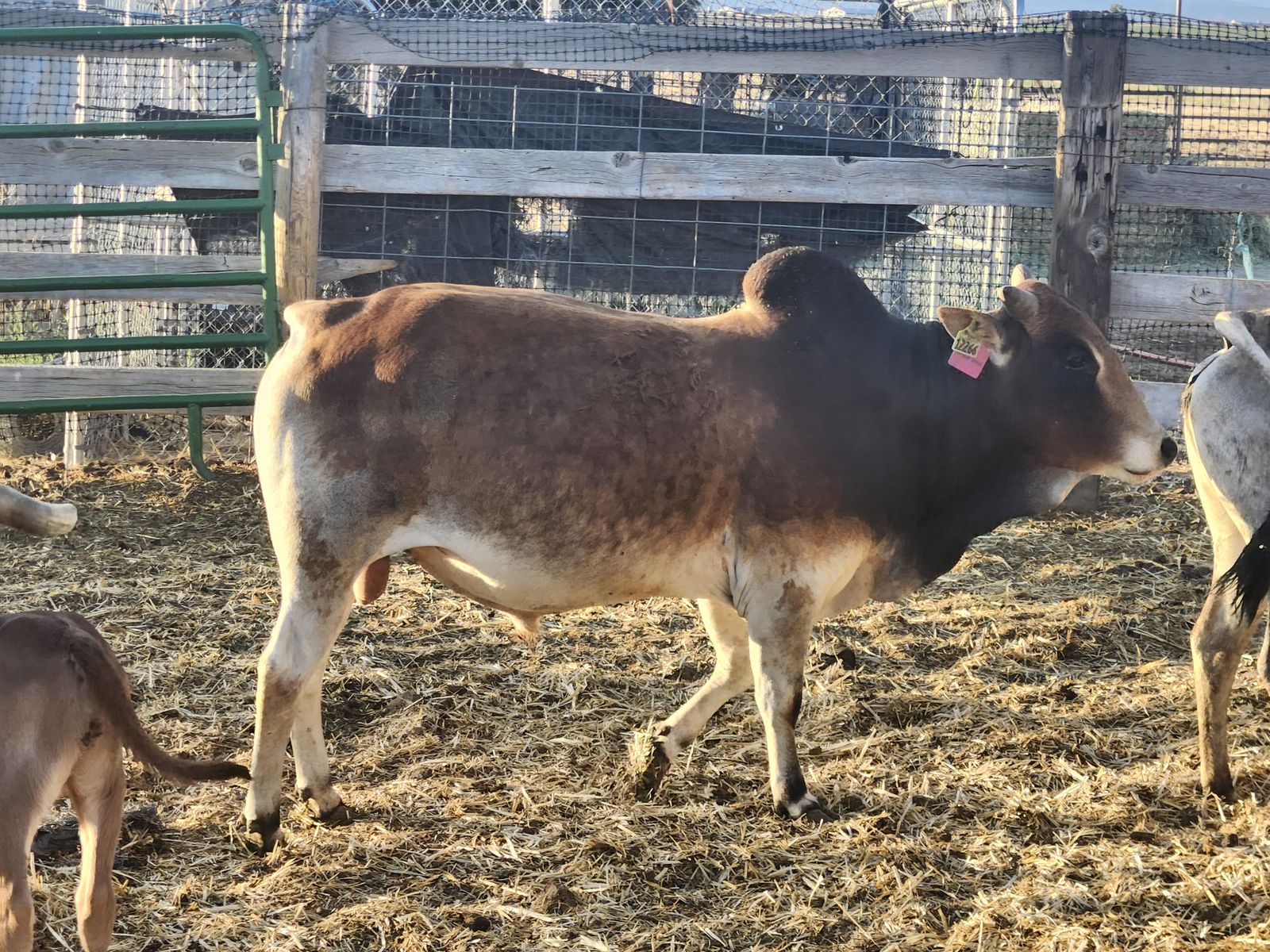 Mini Zebu bull and cows