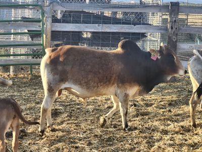 Mini Zebu bull and cows