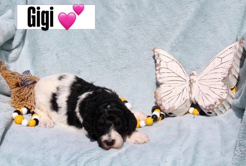 AKC Purebred Standard Parti Poodle Puppies