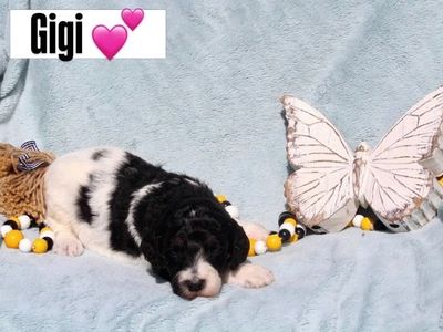 AKC Purebred Standard Parti Poodle Puppies