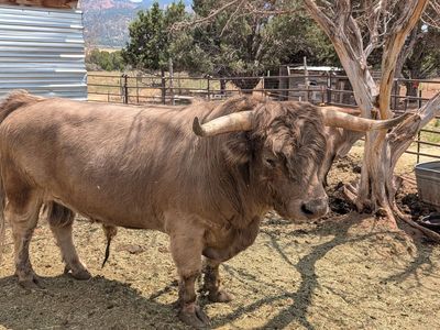 Proven Purebred Scottish Highland Bull – Calf Photos Included