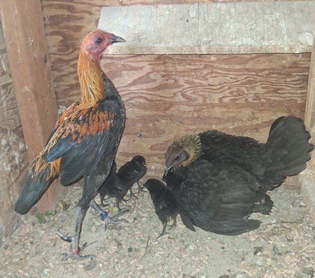 Modern Game Bantams ( Starter kit)