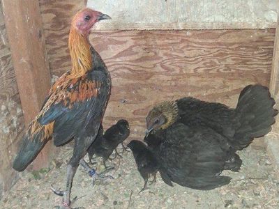 Modern Game Bantams ( Starter kit)