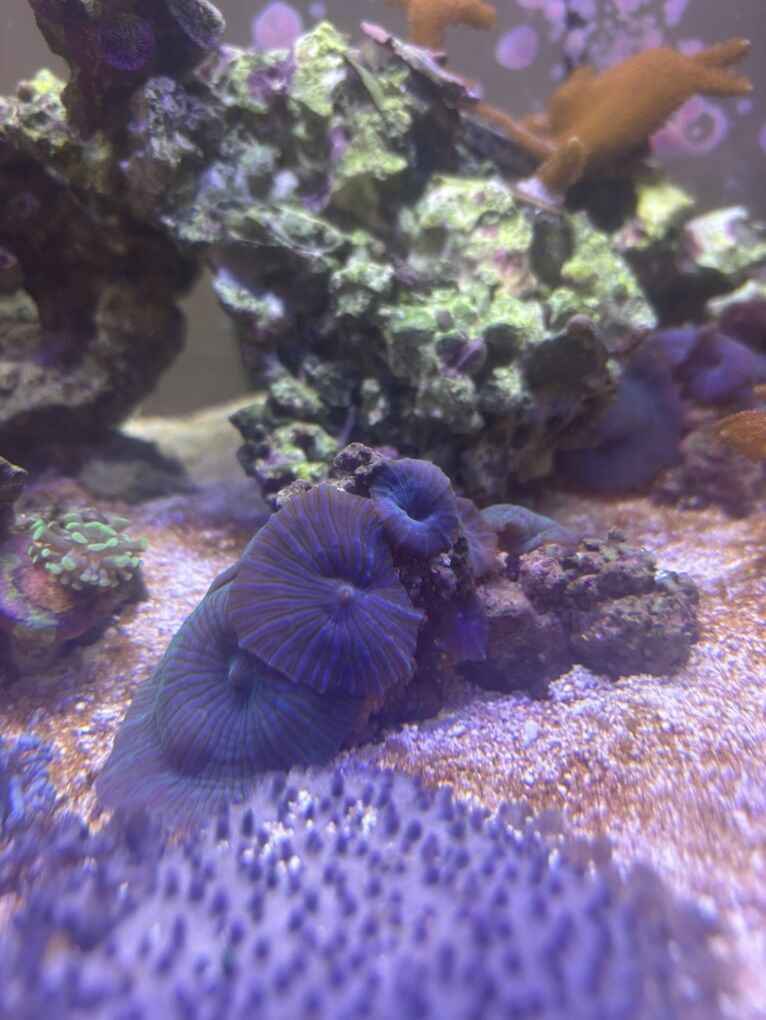 Watermelon Discosomas