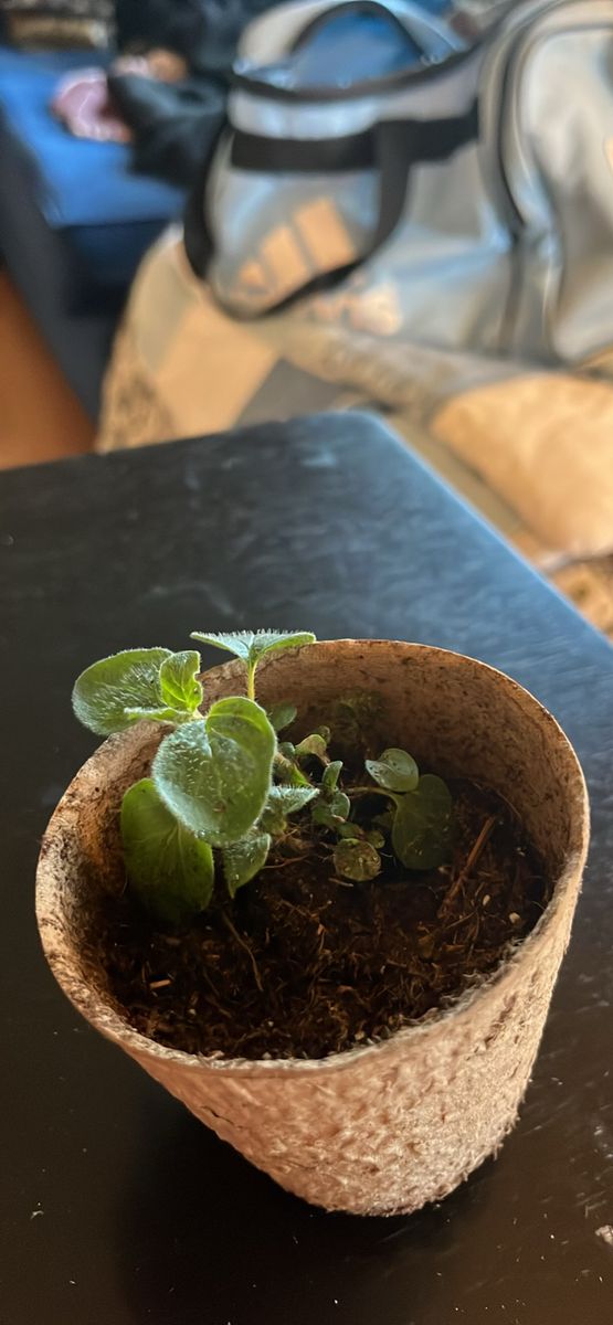 Oregano