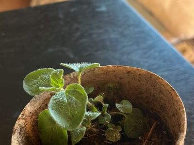 Oregano