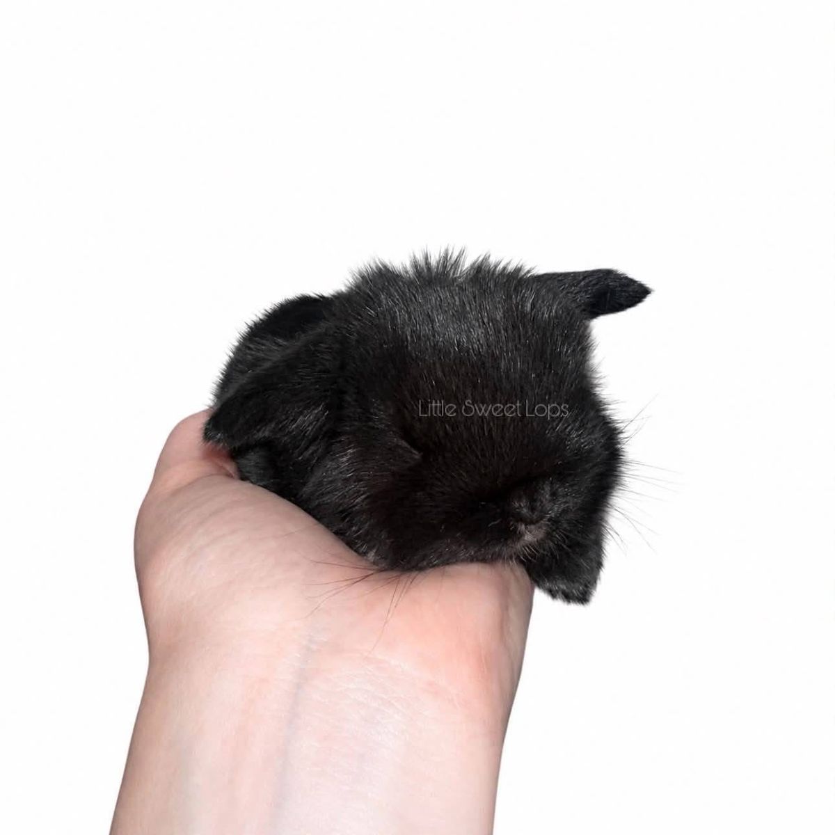 Holland Lop