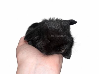 Holland Lop
