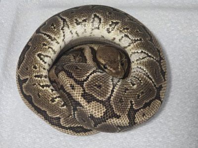Chocolate Mocha Pinstripe Male