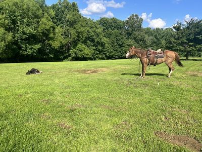 AQHA Smooths Sugar Cat cow horse