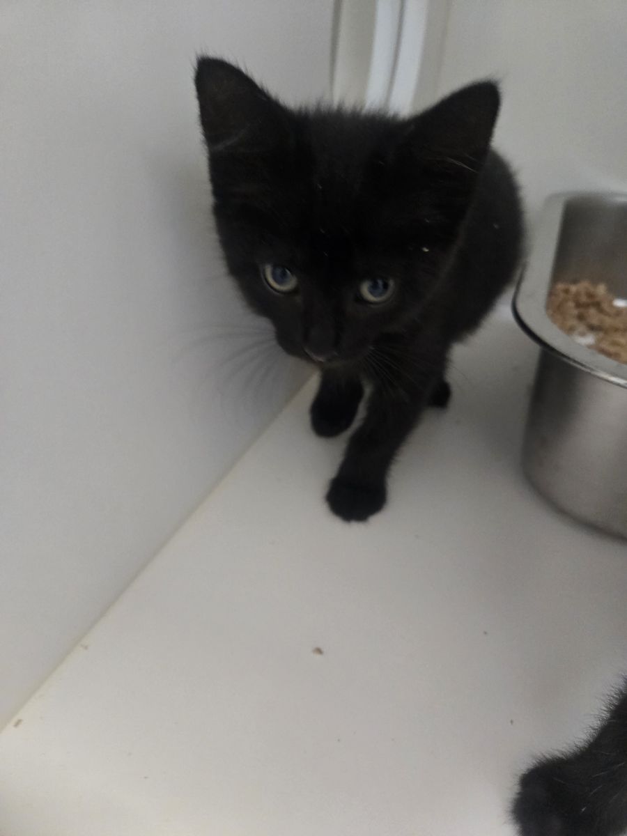 A164261 Nimbus is Available for Adoption!