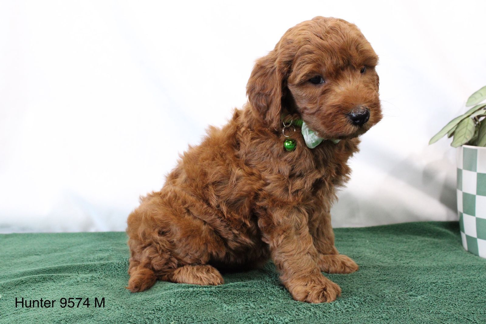 Boy Hunter - Mini Goldendoodle $2200