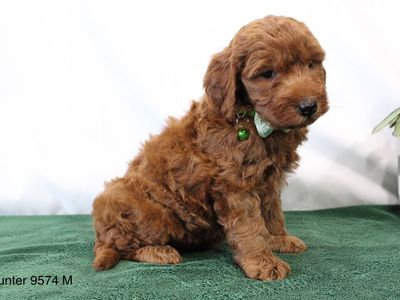 Boy Hunter - Mini Goldendoodle $2200