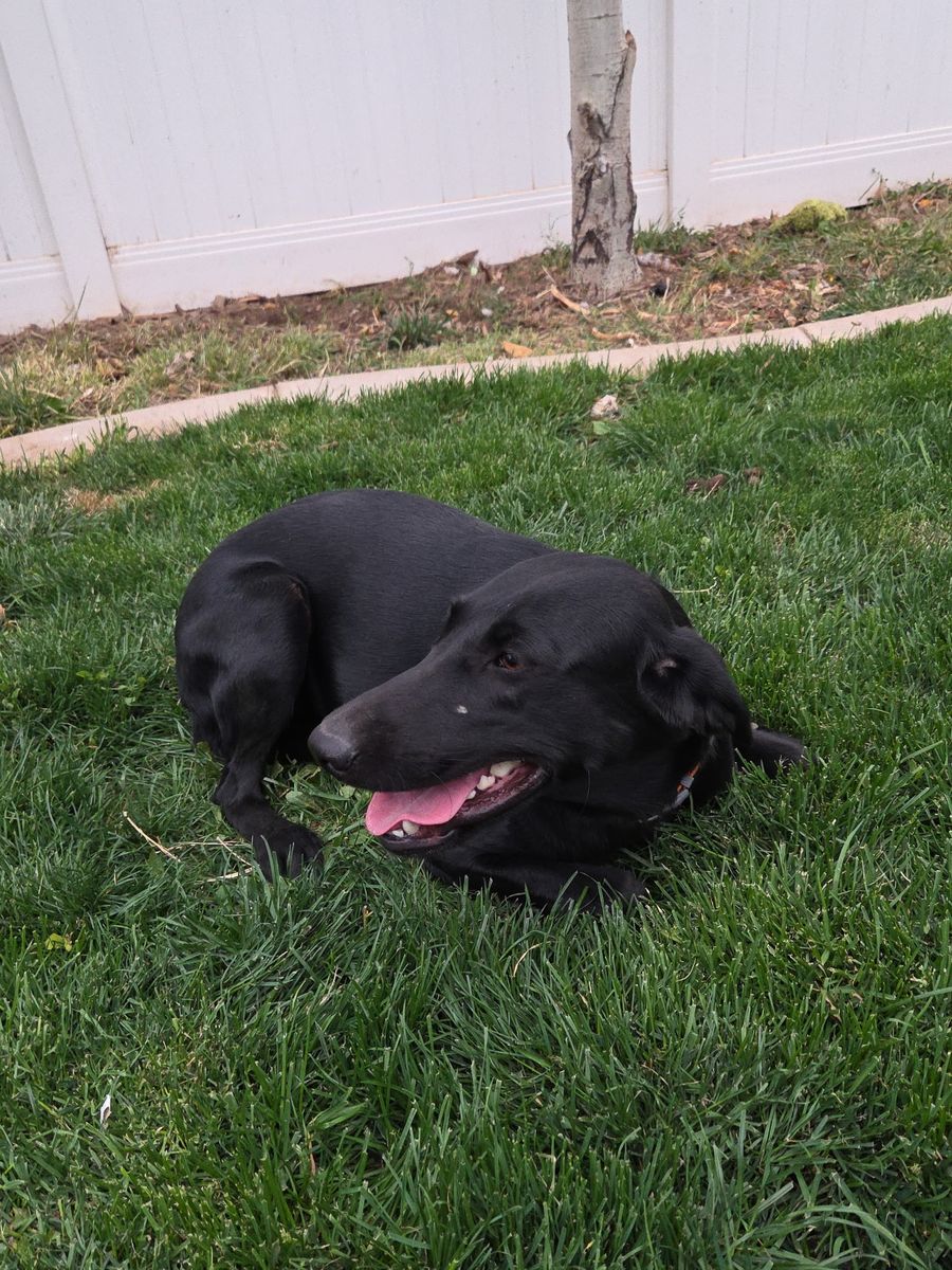 1 year old black lab AKC papers