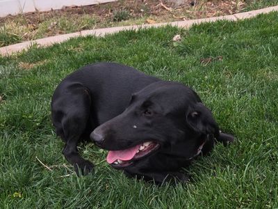 1 year old black lab AKC papers