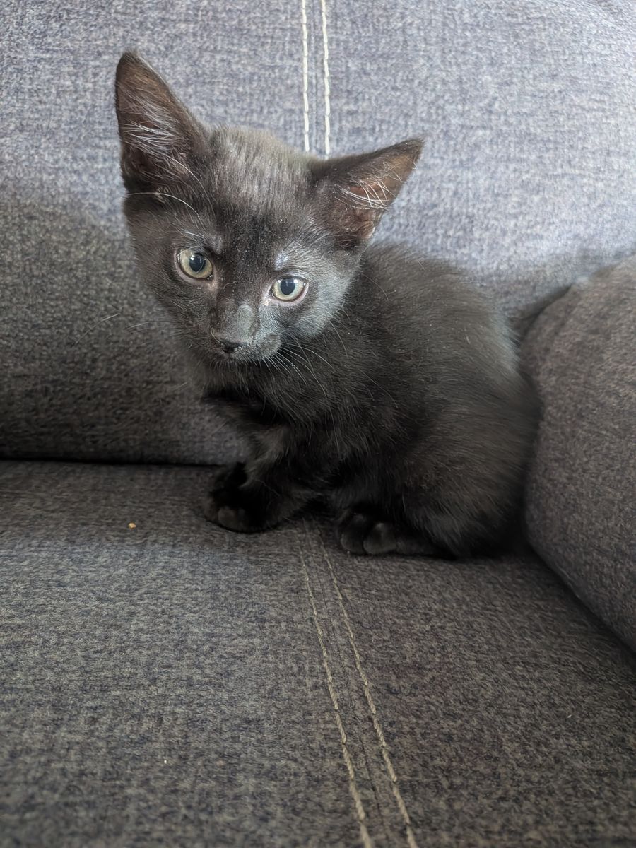 Cute Siamese Kittne