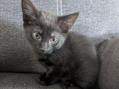 Cute Siamese Kittne