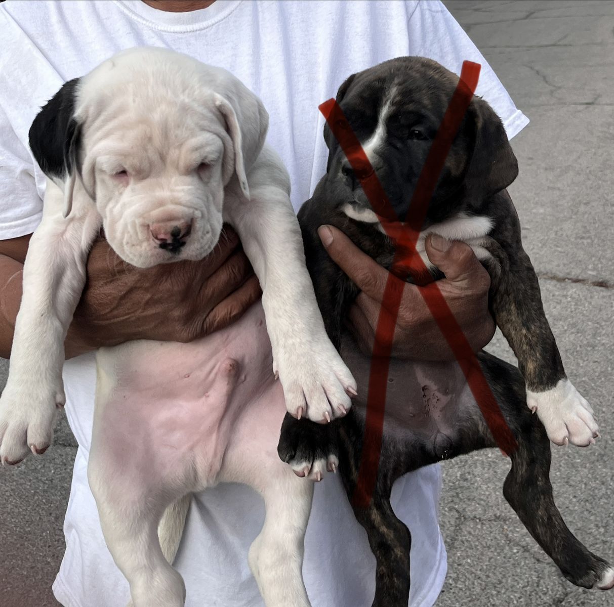 puppies