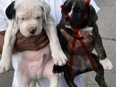 puppies