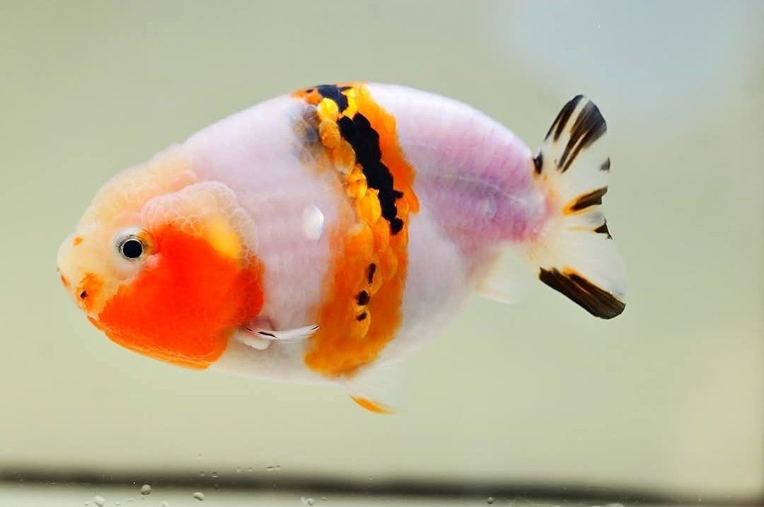 Jumbo Ranchu goldfish 