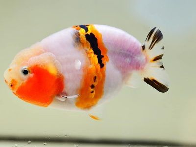 Jumbo Ranchu goldfish