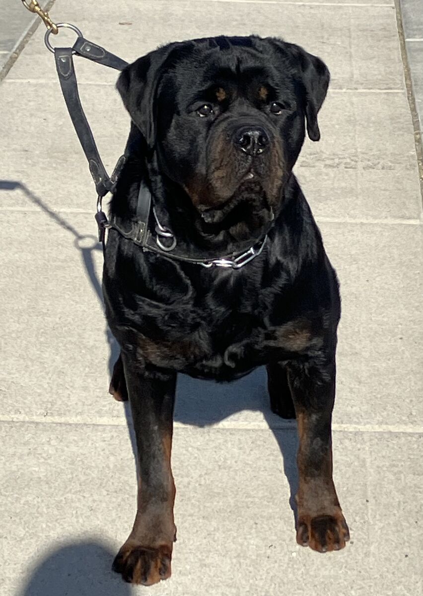 World Class Quality AKC German Rottweiler Puppies