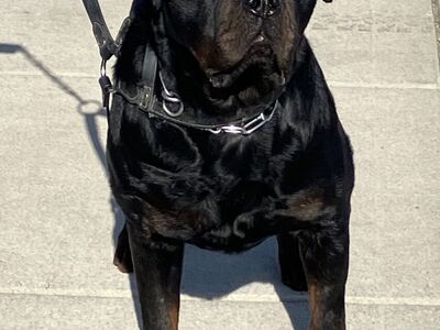 World Class Quality AKC German Rottweiler Puppies