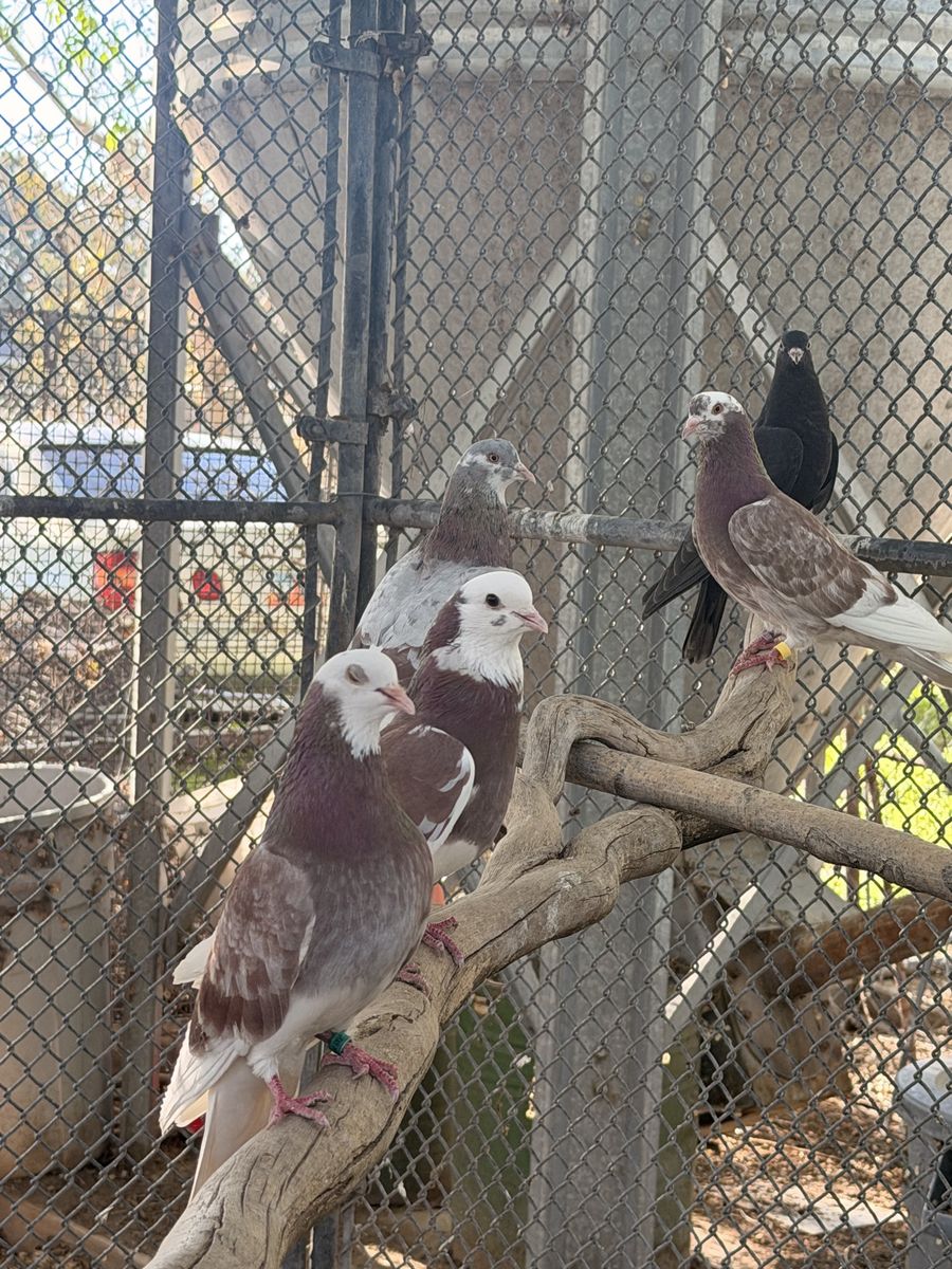 Tumbler pidgins