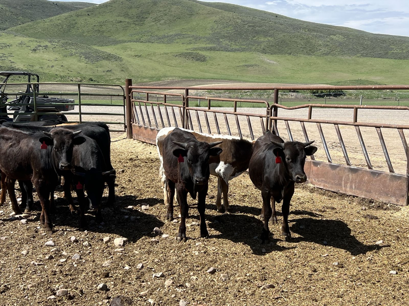 Corriente steers and heifers