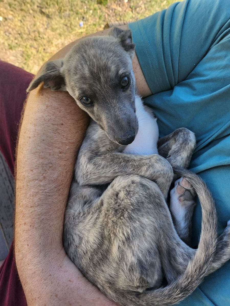 Whippet Puppies