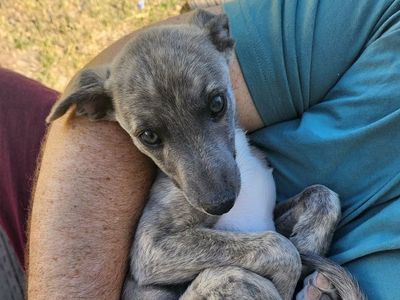Whippet Puppies