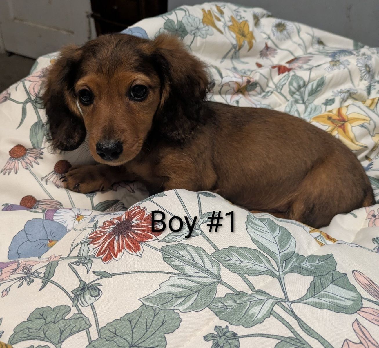 Purebred Miniature Dachshund Puppy