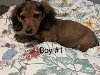 Purebred Miniature Dachshund Puppy