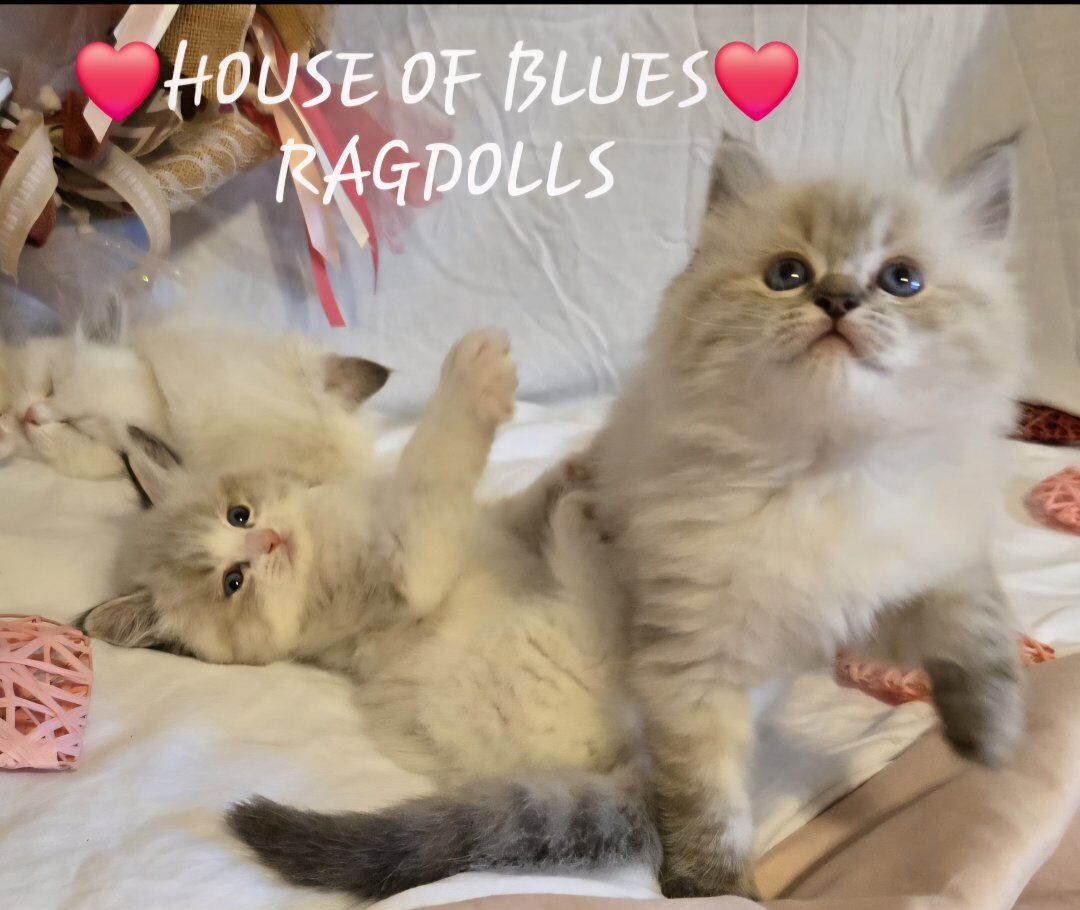 RAGDOLL KITTENS Purbred TICA Registered