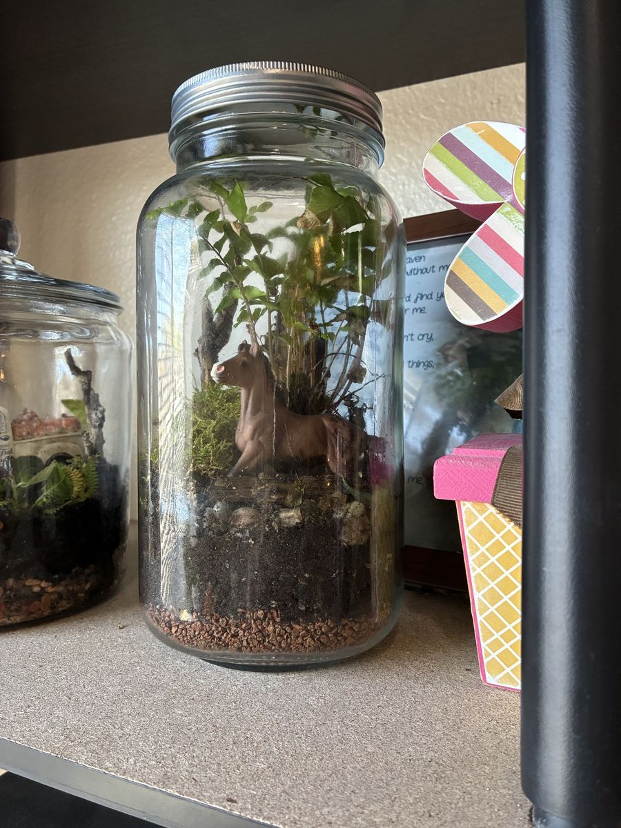 Horsing Around Terrarium